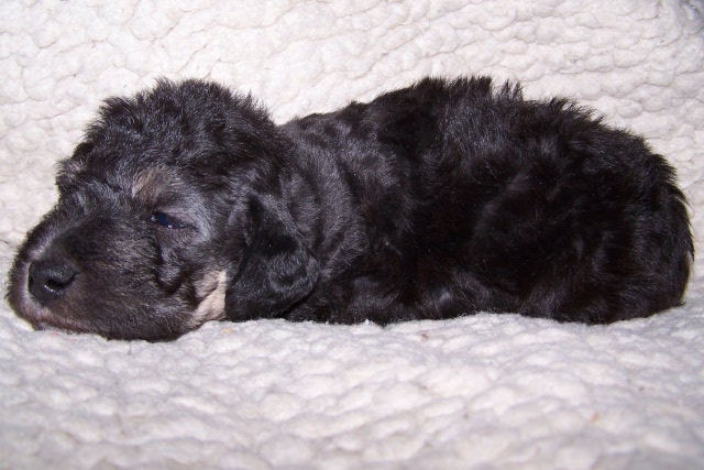 Arc-en-ciel Arlequin 06.02 (15).JPG